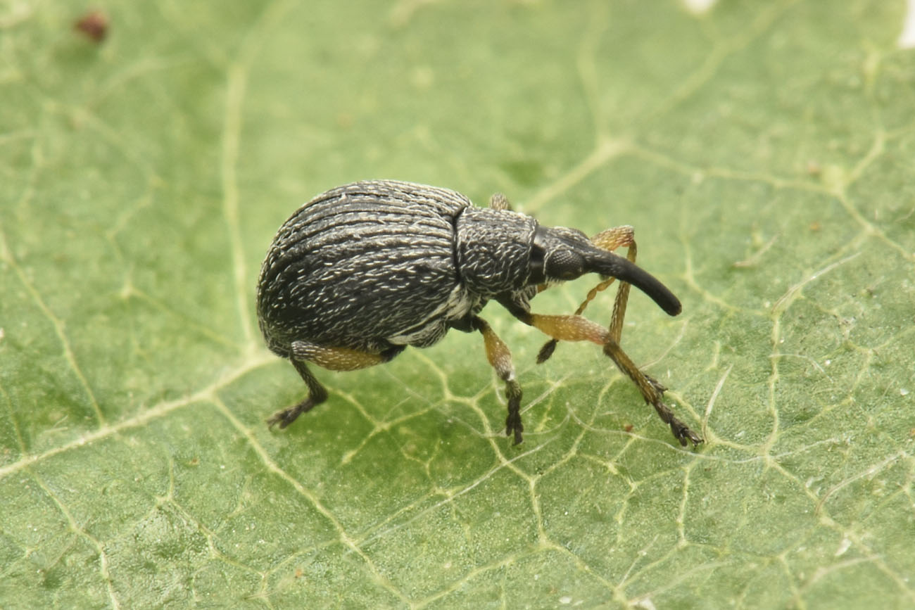 Apionidae: Eutrichapion sp?  S, Eutrichapion viciae, femmina